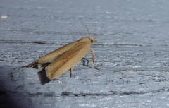 Bactra noteraula