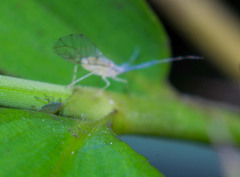 Takecallis arundinariae