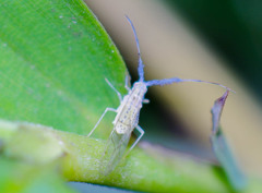 Takecallis arundinariae