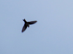 Pygochelidon cyanoleuca