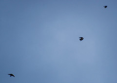 Pygochelidon cyanoleuca