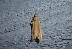 Bactra noteraula