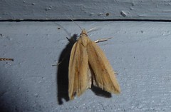 Bactra noteraula