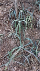 Agave vilmoriniana