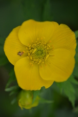 Trollius riederianus