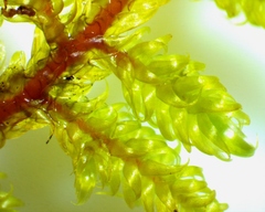 Ctenidium molluscum