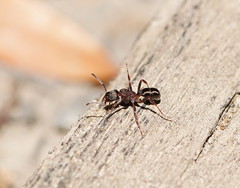 Rhytidoponera tasmaniensis