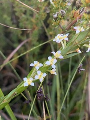 Struthiola salteri
