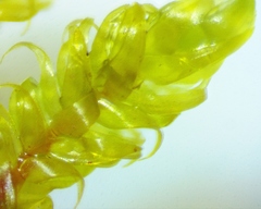 Ctenidium molluscum