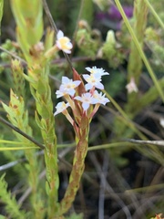 Struthiola salteri
