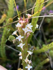 Struthiola salteri