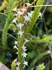 Struthiola salteri