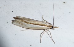 Orocrambus ramosellus