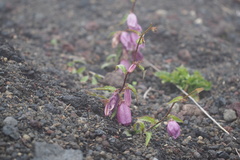 Campanula punctata hondoensis