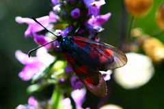Zygaena cynarae