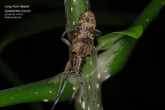 Epepeotes luscus