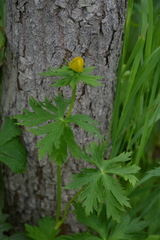 Trollius riederianus