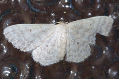 Idaea neovalida