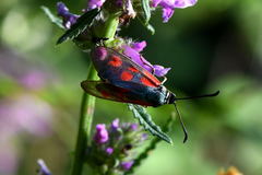 Zygaena cynarae