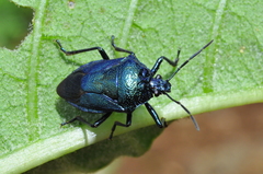 Oplomus catena