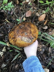 Cortinarius ponderosus