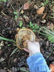 Cortinarius ponderosus