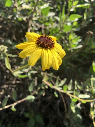 iNaturalist observation photo of California brittlebush