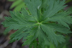 Trollius riederianus