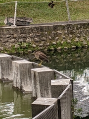 Gorsachius melanolophus