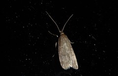 Phaeosaces apocrypta