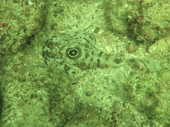 Diplobatis ommata