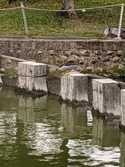 Nycticorax nycticorax