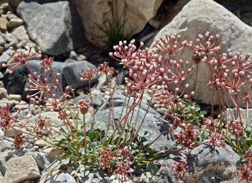 Dwarf sand verbena (Abronia nana)