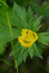 Trollius riederianus