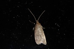 Phaeosaces apocrypta