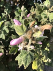 Malacothamnus clementinus