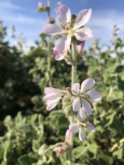 Malacothamnus clementinus