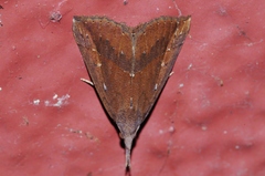 Hypena subcyanea