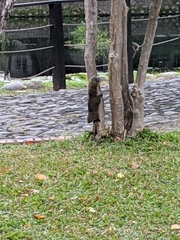 Callosciurus erythraeus