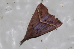 Hypena subcyanea