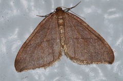 Nothoporinia mediolineata
