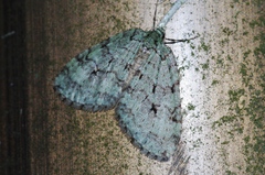 Epirrita viridipurpurescens