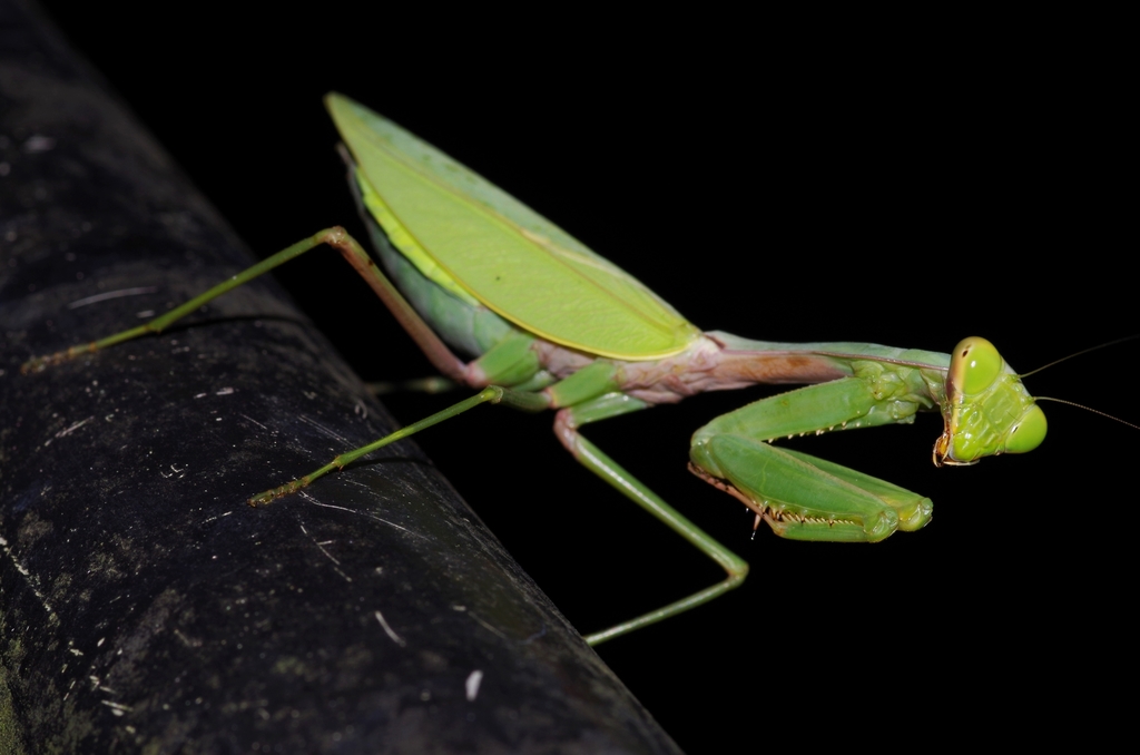 Chinese Reddish Mantis