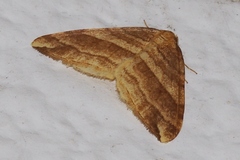 Nothoporinia mediolineata