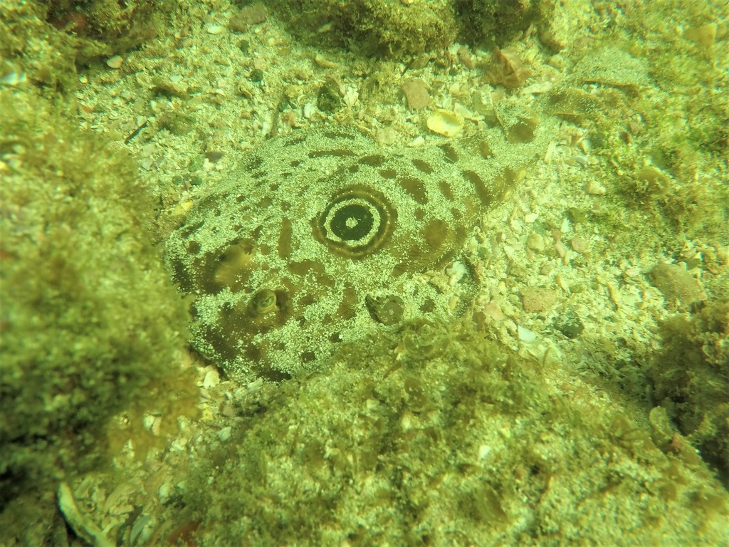 Pacific Dwarf Numbfish