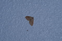 Nothoporinia mediolineata