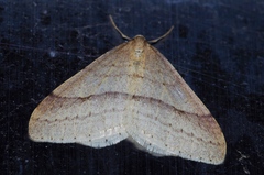 Operophtera rectipostmediana