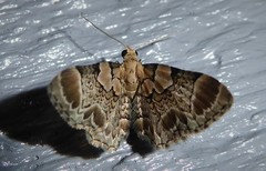 Chloroclystis lichenodes