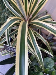 Ananas comosus comosus