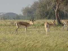 Gazella subgutturosa